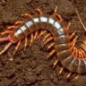 Centipede