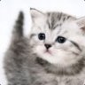kitten