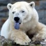 Polarbearz