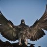 The Ur Pigeon