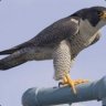 Falcon Man 131 [+Medic+]