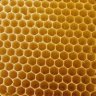 [Gi] Beehive