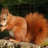 Red_Squirrel11
