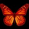 ButterflyInTheSky