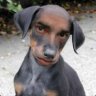 Dogg3r