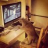 NETGARRY