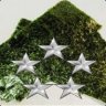 Commander Seaweed