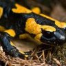 Salamander 2