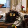 CatDonkey