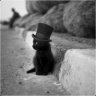 TheHatCat