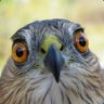 Hawkward