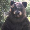Bear5066