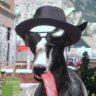 Sir Goat