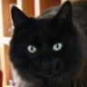 Nik