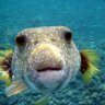 Skilled Fish | Super Spoopy