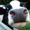 ¬°Moo!
