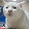 fat schlong