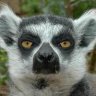 ╭∩╮★Lemur★(⊙ω⊙)