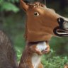 squirrelx