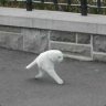 Dat Cat
