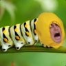 CommunistLemon