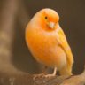 The_Drunk_Canary