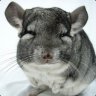 DatChinchilla