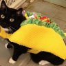 ElCato