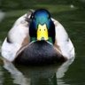 duck104