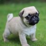Pug | blw.tf