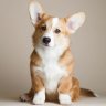 Corgo