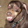 dogdog_dad