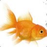 Prancing Goldfish