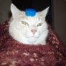 xCat
