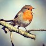Tweet³