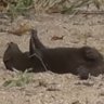 A_Mongoose