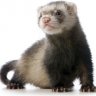 A Random Ferret