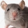 Rat Gaming