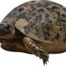 turtleislife10 lol