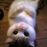 I Am Not Eatable