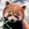 Mr. Red Panda Dex.