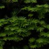 The Shrubbery