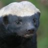 Honey Badger