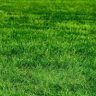 Grass velk.ca