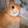 AWabbit