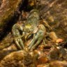 Crayfish