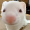 ferretchan