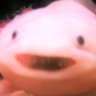 enjoyer of pebis