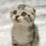 mittens