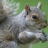 squirrel